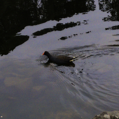 Gallinula tenebrosa