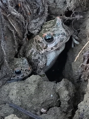 Bufotes viridis balearicus