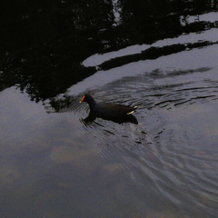 Gallinula tenebrosa