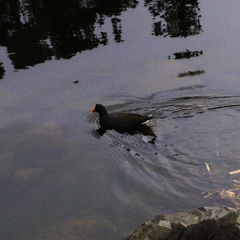 Gallinula tenebrosa