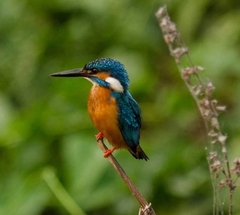 Alcedo atthis