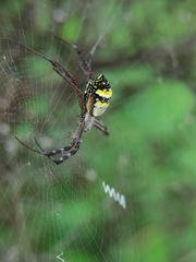 Argiope anasuja