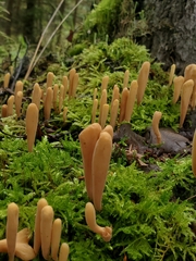 Clavariaceae