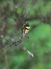 Argiope anasuja