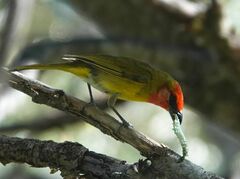 Piranga erythrocephala
