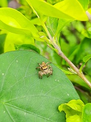 Carrhotus