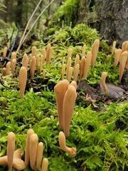 Clavariaceae