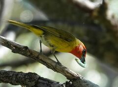 Piranga erythrocephala