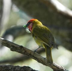 Piranga erythrocephala