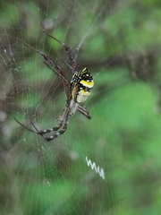 Argiope anasuja