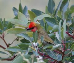 Piranga erythrocephala