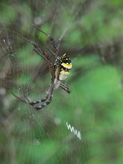 Argiope anasuja