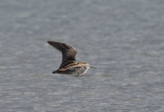 Gallinago solitaria