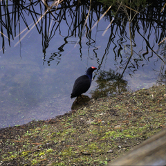 Porphyrio melanotus melanotus