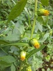 Carpesium abrotanoides