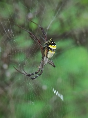 Argiope anasuja