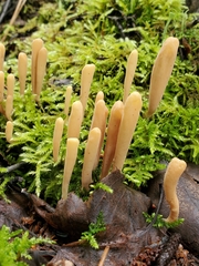 Clavariaceae