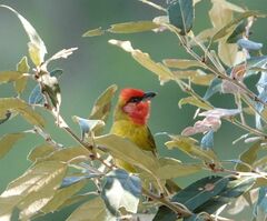 Piranga erythrocephala