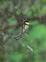 Argiope anasuja