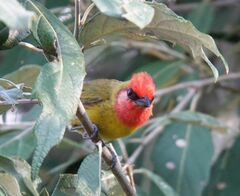 Piranga erythrocephala