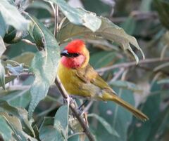 Piranga erythrocephala