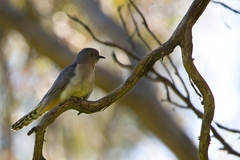 Cacomantis flabelliformis