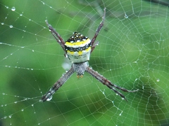 Argiope anasuja