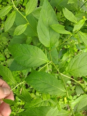 Carpesium abrotanoides