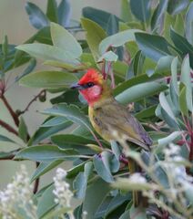 Piranga erythrocephala