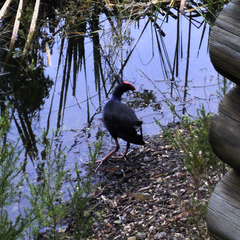 Porphyrio melanotus melanotus