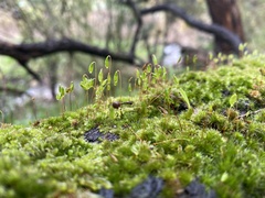 Ptychostomum capillare