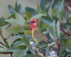 Piranga erythrocephala