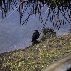 Porphyrio melanotus melanotus