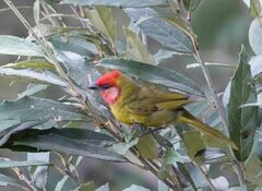 Piranga erythrocephala