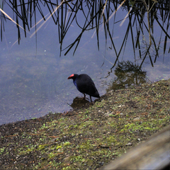 Porphyrio melanotus melanotus