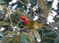 Piranga erythrocephala