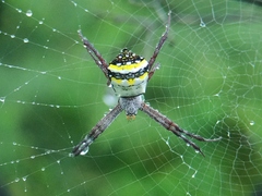 Argiope anasuja