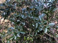 Jasminum didymum racemosum