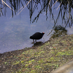 Porphyrio melanotus melanotus