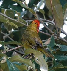 Piranga erythrocephala