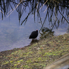 Porphyrio melanotus melanotus