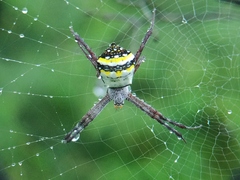 Argiope anasuja