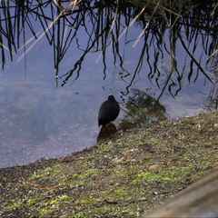 Porphyrio melanotus melanotus