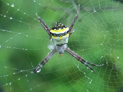 Argiope anasuja