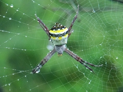Argiope anasuja