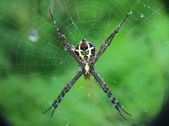 Argiope anasuja