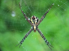 Argiope anasuja