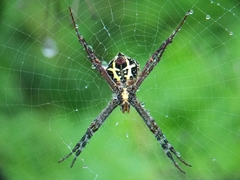 Argiope anasuja
