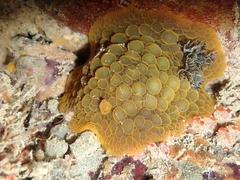 Doris wellingtonensis