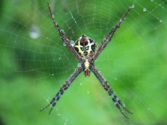 Argiope anasuja